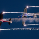 Imagen para el artículo titulado Esto es lo que pasa si juntas acrobacias aéreas y fuegos artificiales
